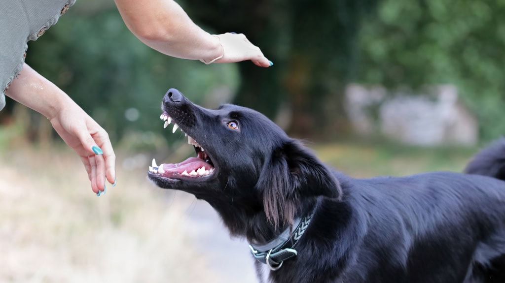 What Are Your Legal Options Following a Dog Bite Incident? - Kaushal Law LLC