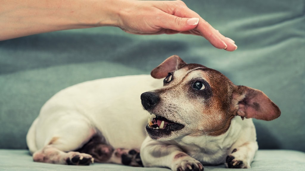 Does Indiana Have a One-Bite Rule? dog bite