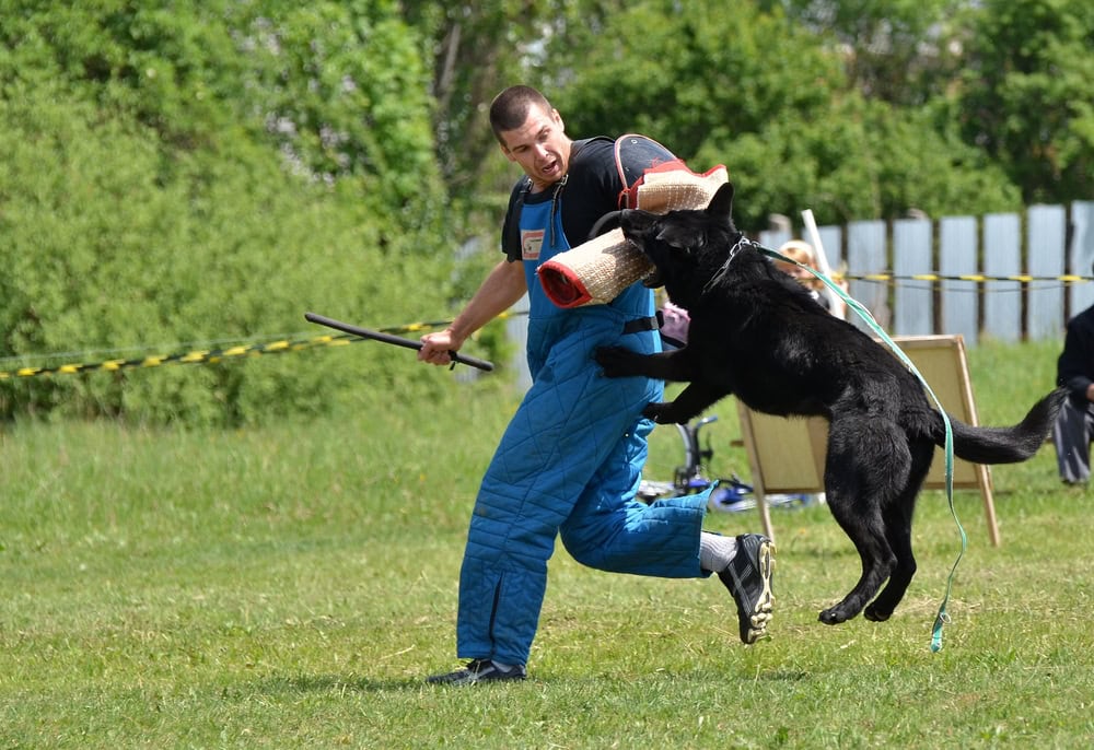 dog training