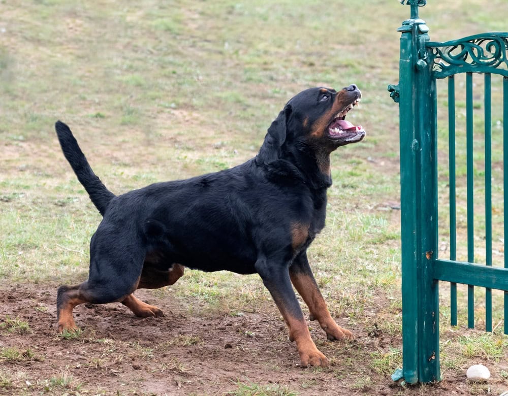 When to Hire a Dog Bite Attorney vs. Handling Your Claim Alone - Kaushal Law